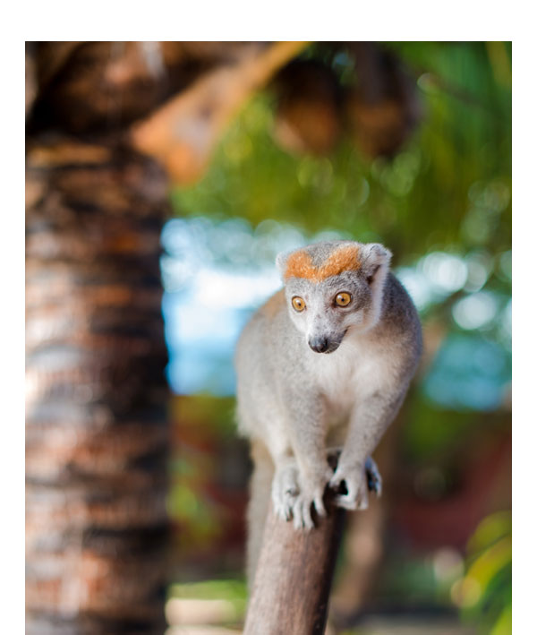 Lemur Madagascar Guide